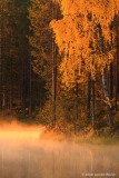 geel ochtendlicht beschijnt een berk; yellow morninglight shines over a birch