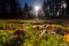 paddenstoel; toadstool