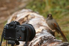 taigagaai; Perisoreus infaustus; siberian jay