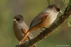 taigagaai; Perisoreus infaustus; siberian jay