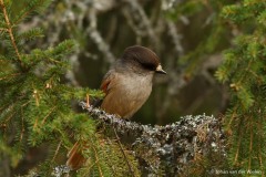 taigagaai; Perisoreus infaustus; siberian jay