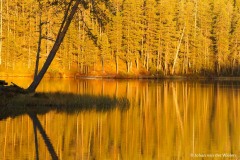boom spiegelt in het meer; tree mirrors in the lake