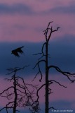 Bonte kraai; Corvus cornix; Hooded Crow