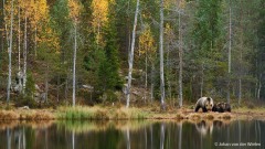 bruine beer; ursus arctos; brown bear