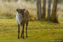 rendier; Rangifer tarandus; reindeer