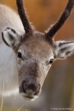 rendier; Rangifer tarandus; reindeer