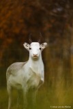 rendier; Rangifer tarandus; reindeer