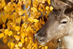 rendier; Rangifer tarandus; reindeer