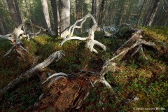 omgevallen boom; fallen tree