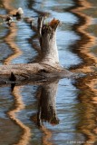 boomstronk in het water; tree stumb in the water