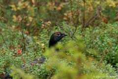 korhoender; Lyrurus tetrix; black grouse