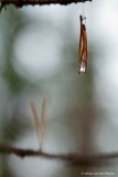 dennenaald met waterdruppel; pine neelde with waterdrop