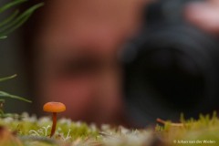 fotograaf aan het werk met een paddenstoel; photographer at work with a toadstool