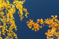 detail top berk in herfstkleur met blauw water in de achtergrond; detail top birch in autumn color with blue water in the background