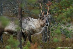 rendier; Rangifer tarandus; reindeer