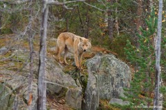 wolf; canis lupus; wolf