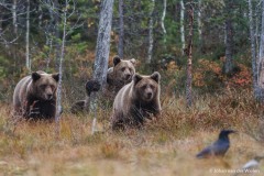 Europese bruine beer; ursus arctos; Brown bear