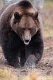 Europese bruine beer; ursus arctos; Brown bear