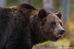 Europese bruine beer; ursus arctos; Brown bear