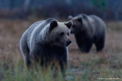 Europese bruine beer; ursus arctos; Brown bear