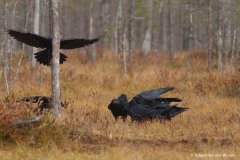 raaf; corvus corax; raven