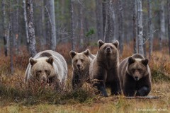 Europese bruine beer; ursus arctos; Brown bear