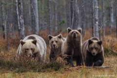 Europese bruine beer; ursus arctos; Brown bear