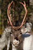rendier; Rangifer tarandus; reindeer