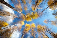 boomkruinen berken in herfstkleur; tree canopies birches in autumncolors