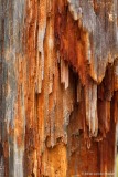 stalactiet van rot hout fijnspar; stalactite of rotten wood spruce;