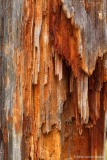 stalactiet van rot hout fijnspar; stalactite of rotten wood spruce;