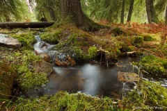 stroompje in het bos; small stream in the forest