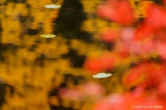 bladeren van drijvende waterplanten; floating leaves of water plants