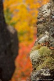 korstmos op de rots; lichen on a rock