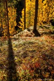 gele berken en bosbes in herfstkleuren; yellow birches with bleuberries in autumncolors