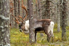 rendier; Rangifer tarandus; Reindeer
