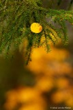 geel berkenblaadje op een fijnspar; Yellow birch leaf on a spruce