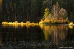 herfstkleuren op een eilandje in het meer bij de Kiutakongas stroomversnelling; autumn colors on a small island in the lake at the Kiutakongas rapids