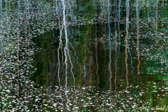 reflectie van bomen in het water bij Kiutakongas; reflection of trees in the water at Kiutakongas