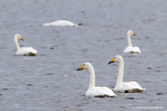 wilde zwaan; cygnus cygnus; Whooper Swan