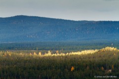 de zon verlicht een stukje bos; the sun illuminates a piece of the forest