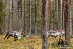 rendier; Rangifer tarandus; Reindeer