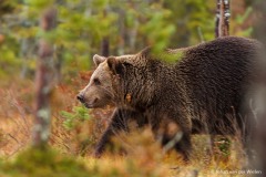 europese bruine beer; ursus arctos; european brown bear