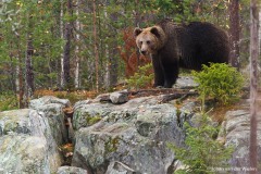 europese bruine beer; ursus arctos; european brown bear