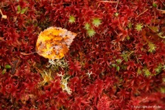 berkenblaadje op het rode veenmos; birch leaf on red peat moss