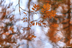 lijterbes; sorbus aucuparia; mountain ash