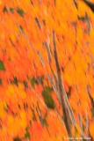 schilderachtige herfst abstractie; picturesque autumn abstraction