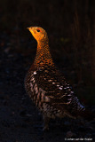 Auerhoen; Tetrao urogallus; Capercaillie