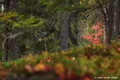 lijsterbes; sorbus aucuparia; mountain ash