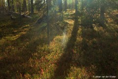 schaduwen van de bomen; shadows of the trees